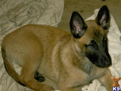 Belgian Malinois Puppies for Sale