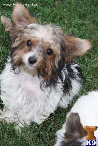 Biewer Yorkshire Terriers Puppies for Sale