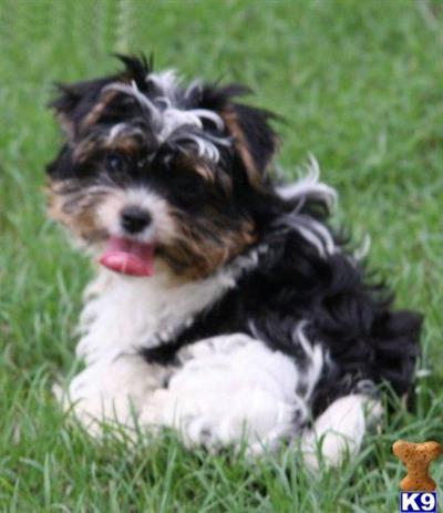 Biewer Terrier Puppies for Sale