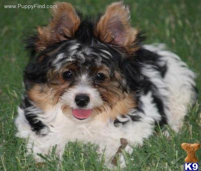 Puppies for Sale