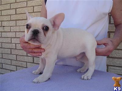 French Bulldog Puppies for Sale