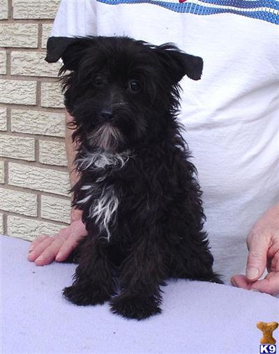 Chinese Crested Puppies for Sale