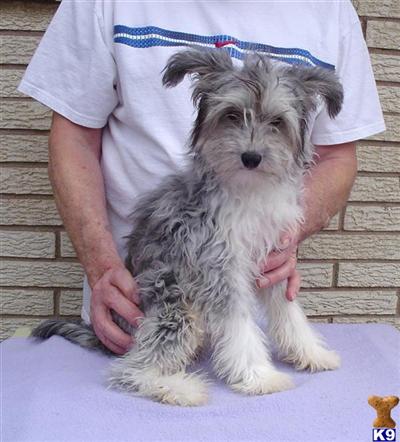 Dogs - Chinese Crested