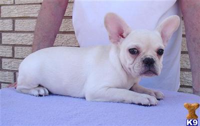 French Bulldog Puppies for Sale