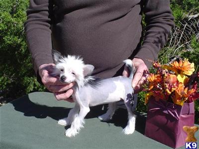 Chinese Crested Puppies for Sale