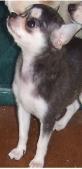 Dogs for Sale in LA
