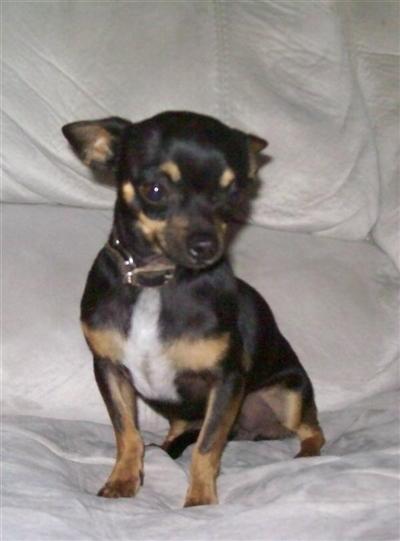 Stud Dogs - Chihuahua