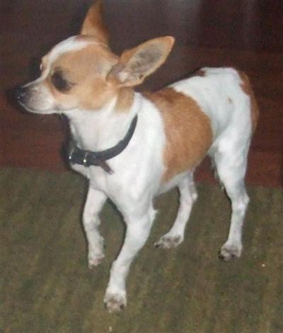 Stud Dogs - Chihuahua