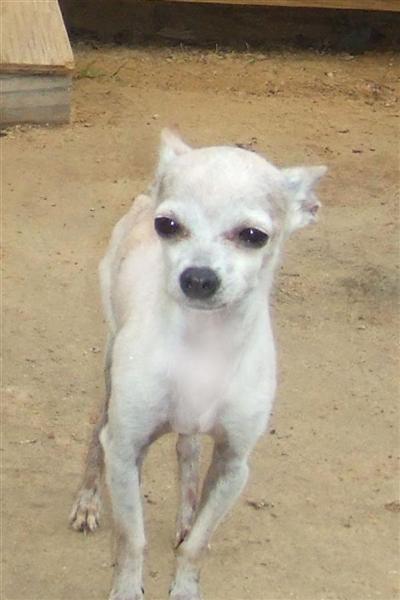 Stud Dogs - Chihuahua