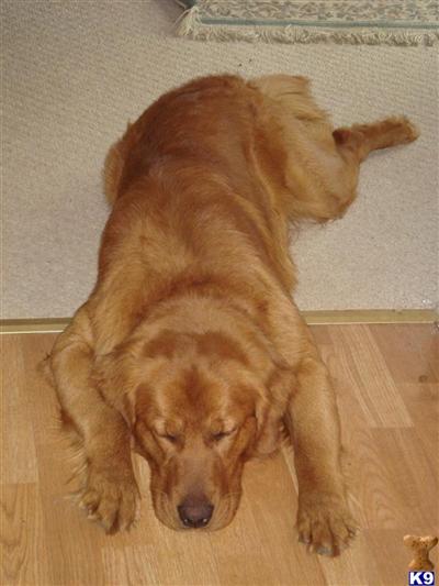 Stud Dogs - Golden Retriever