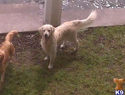 Stud Dogs - Golden Retriever