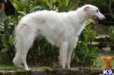 Borzoi Puppies for Sale