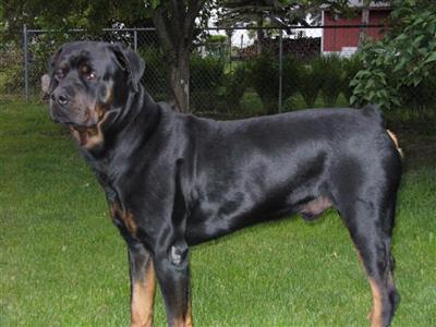 Stud Dogs in OH