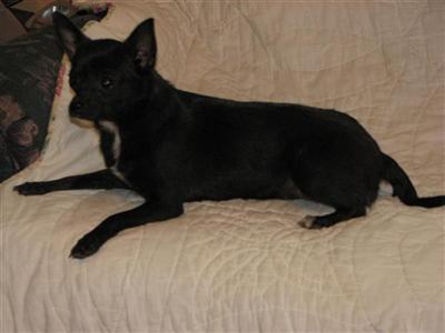 Dogs - Chihuahua