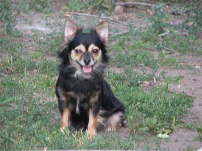 Dogs - Chihuahua