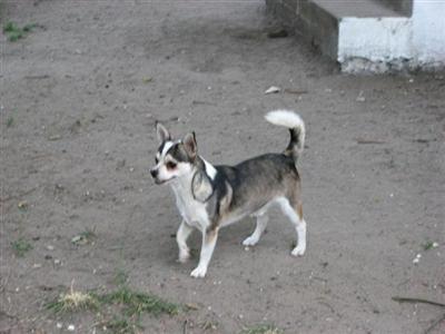 Dogs - Chihuahua
