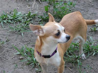 Dogs - Chihuahua