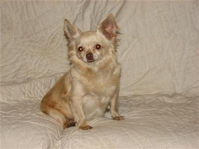 Dogs - Chihuahua