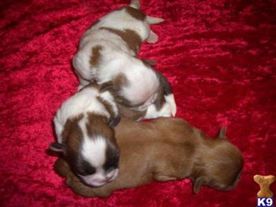 Puppies in Anderson