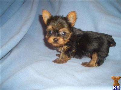 Puppies in Anderson