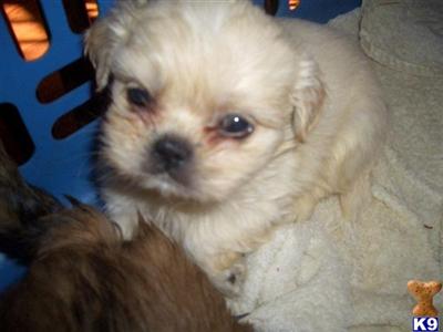 Puppies in Anderson