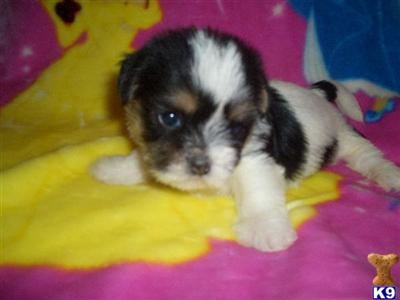 Puppies in SC