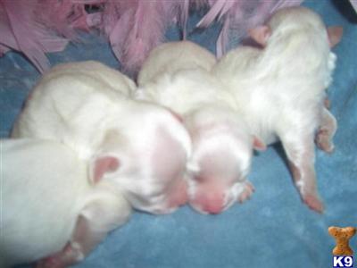Puppies in SC