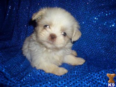 Puppies in SC