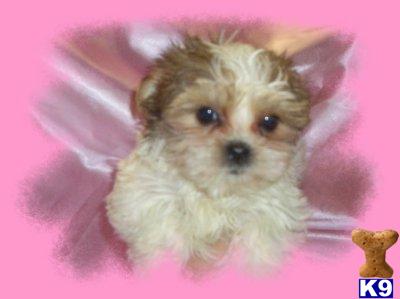 Puppies in Anderson
