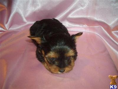 Puppies in Anderson