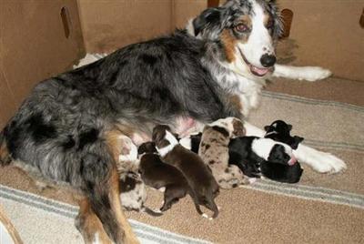 Australian Shepherd Puppies for Sale