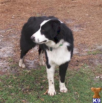 Australian Shepherd Puppies for Sale