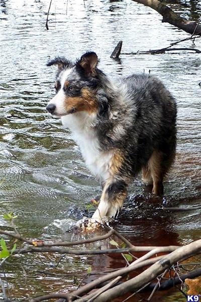 Australian Shepherd Puppies for Sale