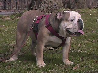 Stud Dogs - Bulldog