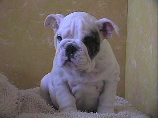 Bulldog Puppies for Sale