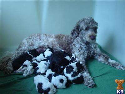 Portuguese Water Dog Puppies for Sale
