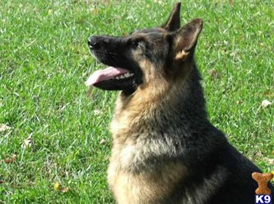 German Shepherd Puppies for Sale