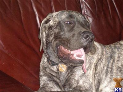 Stud Dogs - Mastiff