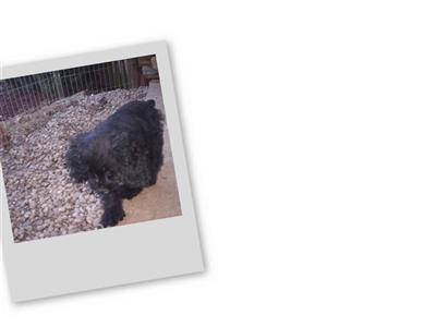 American Cocker Spaniel Puppies for Sale