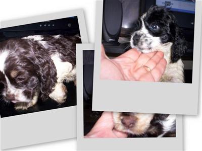 American Cocker Spaniel Puppies for Sale