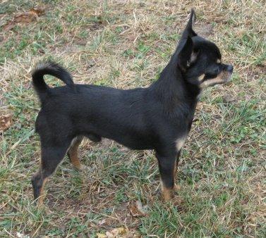 Stud Dogs in VA
