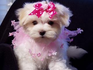Dogs - Maltese