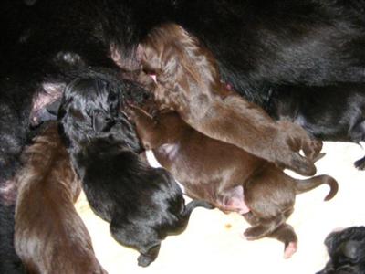 Newfoundland Puppies for Sale