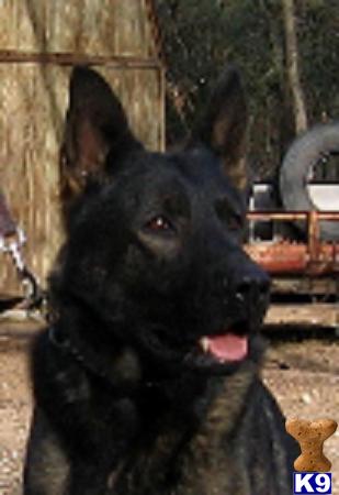 German Shepherd Puppies for Sale
