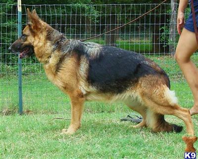 German Shepherd Puppies for Sale