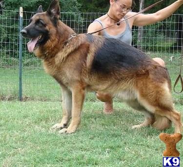 German Shepherd Puppies for Sale