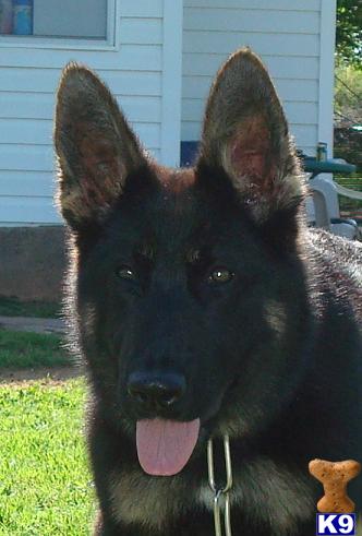 German Shepherd Puppies for Sale