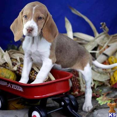Beagle Puppies for Sale