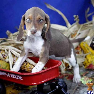 Beagle Puppies for Sale