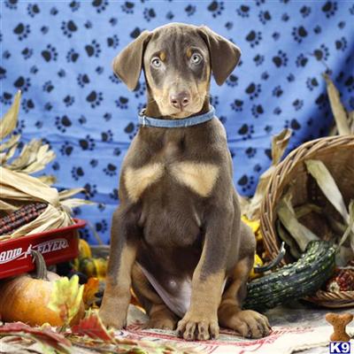 Doberman Pinscher Puppies for Sale